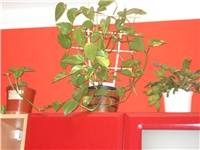 f8da8176-11.08.2009 008.jpg